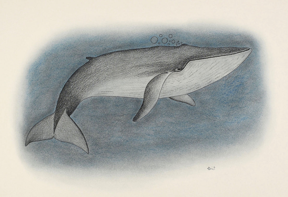 Humpback Whale - Art Illustration - Monochromatic Pencil Line Sketch -  Drawing by MadliArt