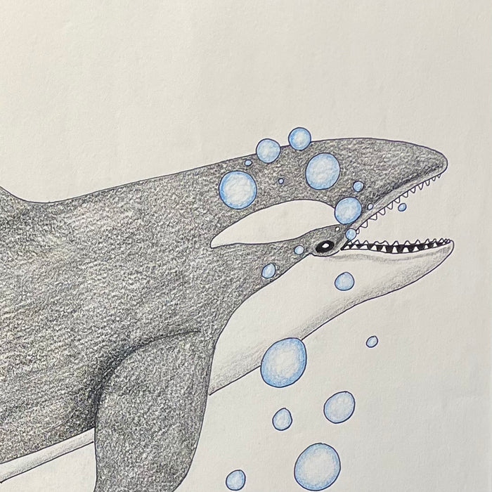 Rising Orca, by Aoudla Pudlat