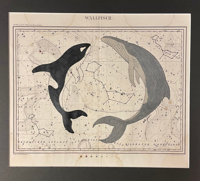 Celestial Sea, 1835 Celestial Map of Cetus (Whale), Heather Johnston, Alutiiq