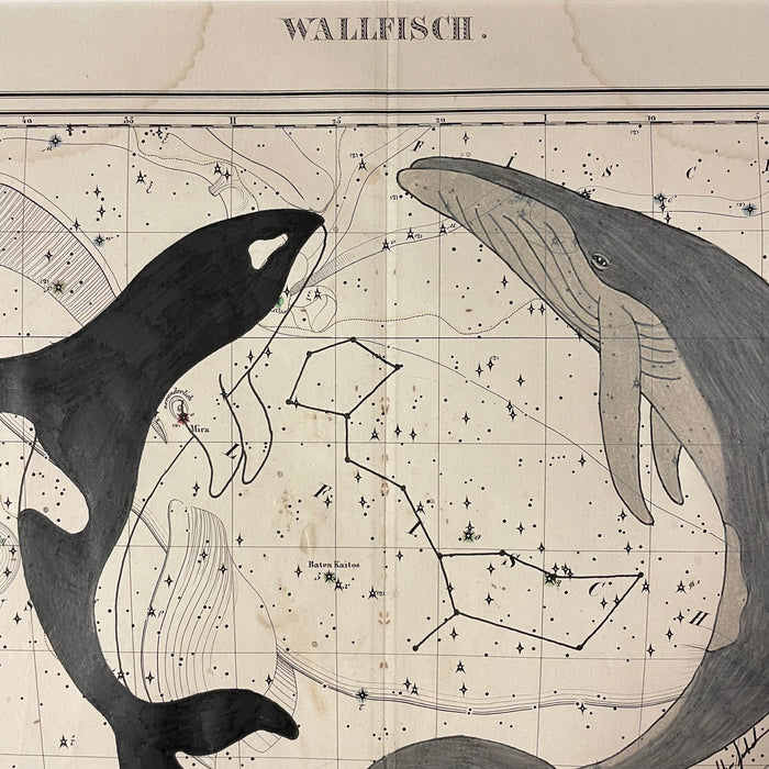 Celestial Sea, 1835 Celestial Map of Cetus (Whale), Heather Johnston, Alutiiq