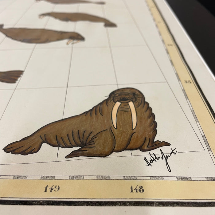 qangiquusinaq (long long ago), 1827 SC Alaska Map, Heather Johnston, Alutiiq